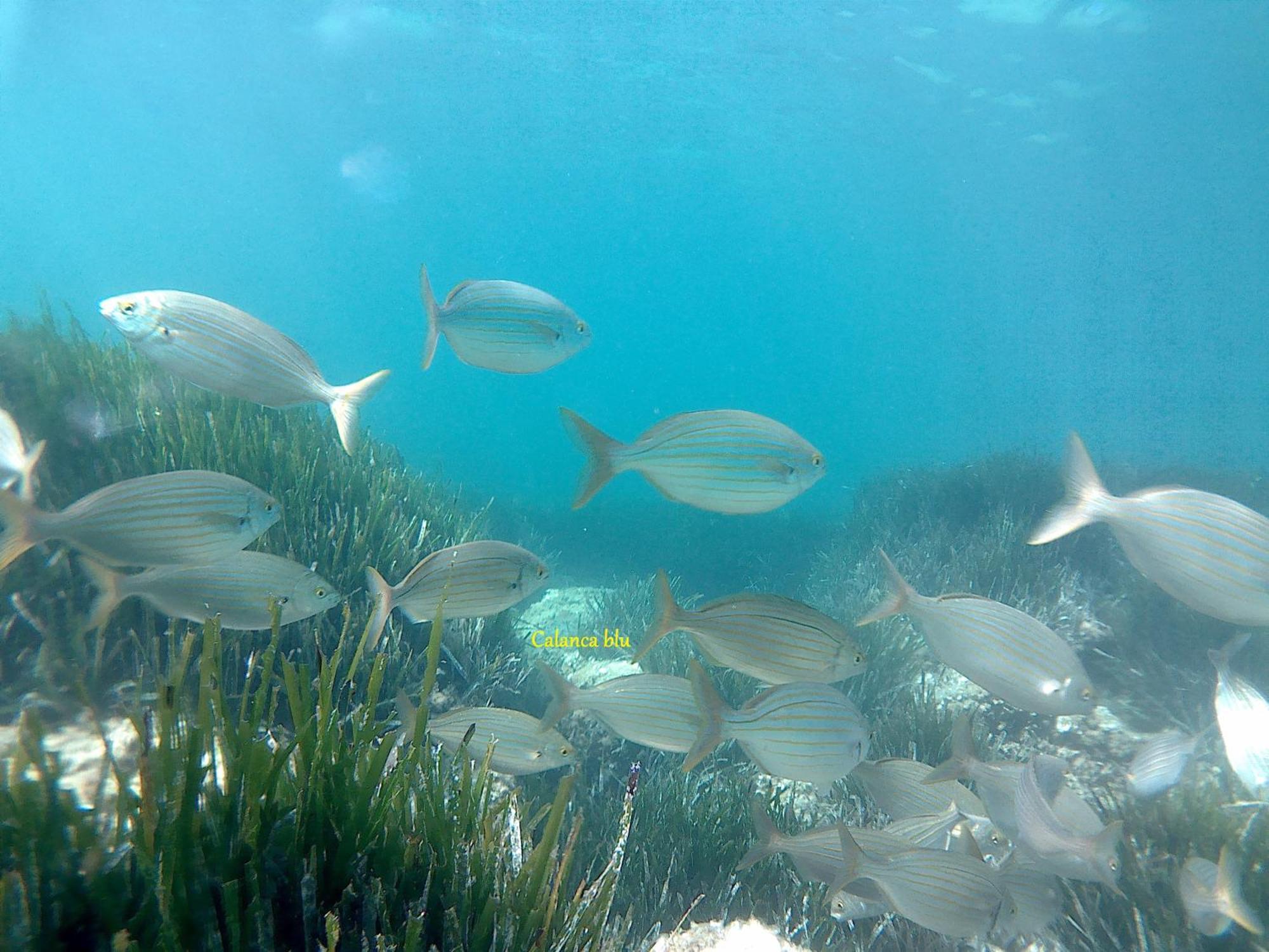 Calanca Blu : Grand * Cuges-les-Pins