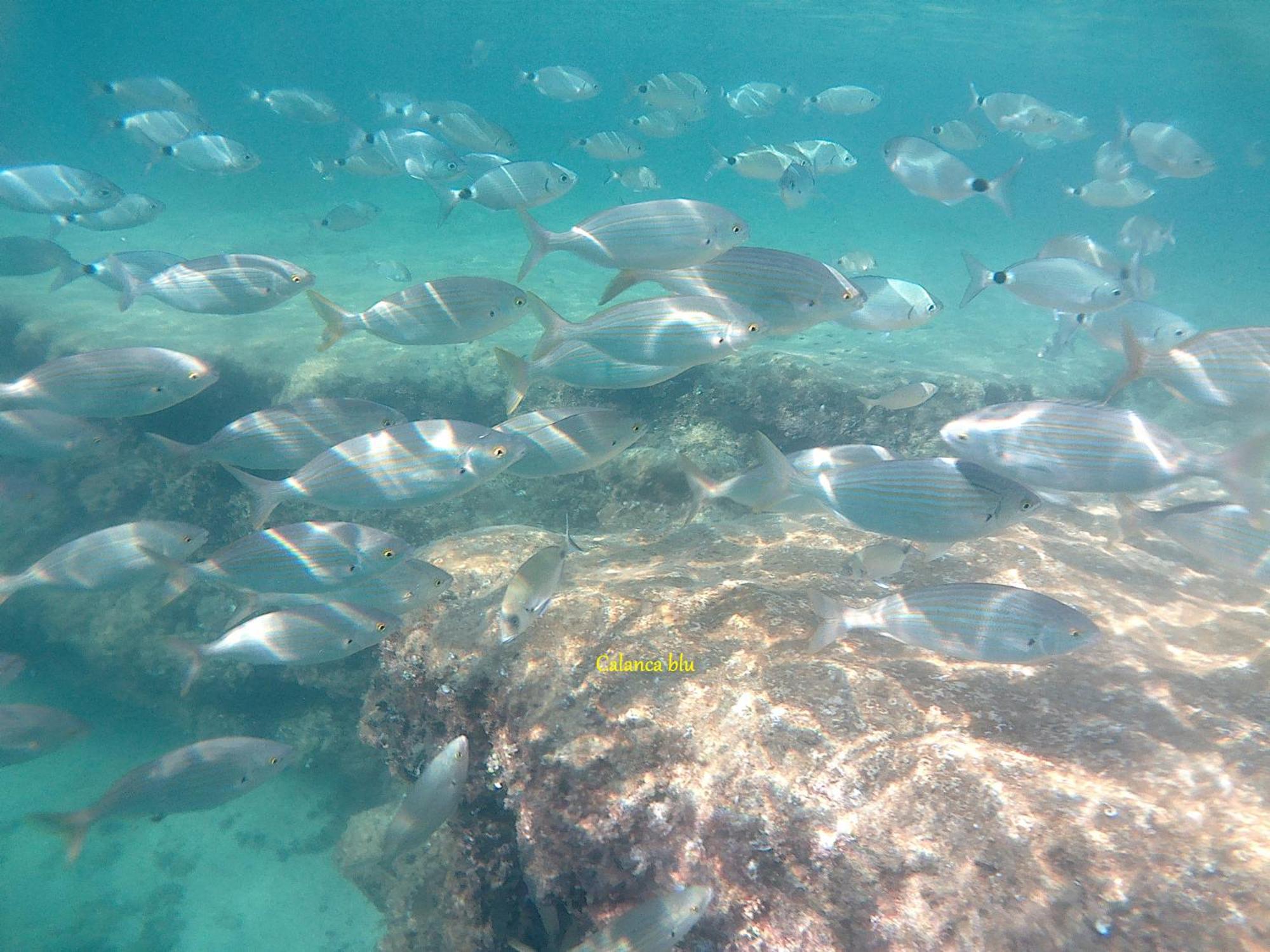 Calanca Blu : Grand