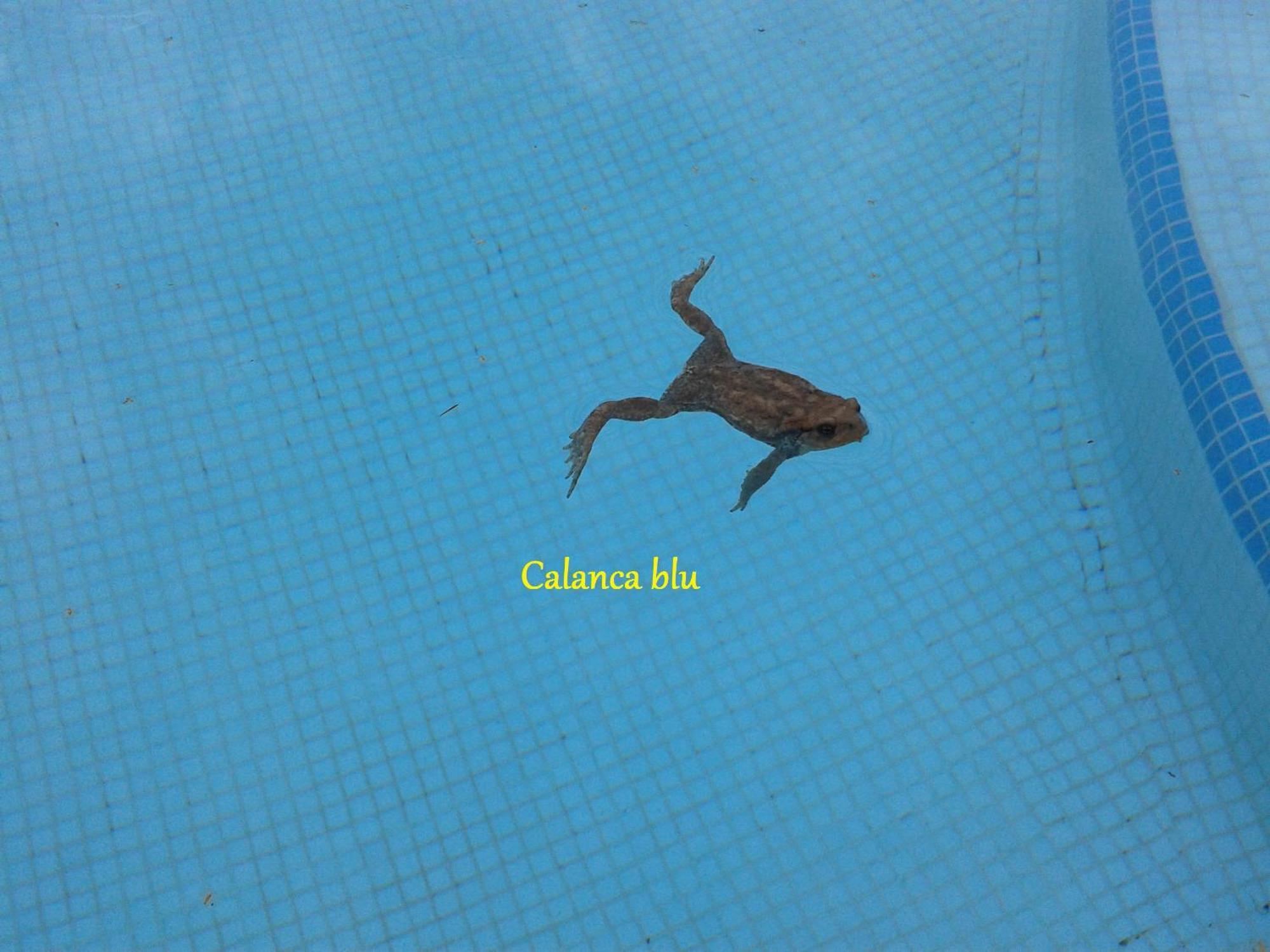 Calanca Blu : Grand Cuges-les-Pins